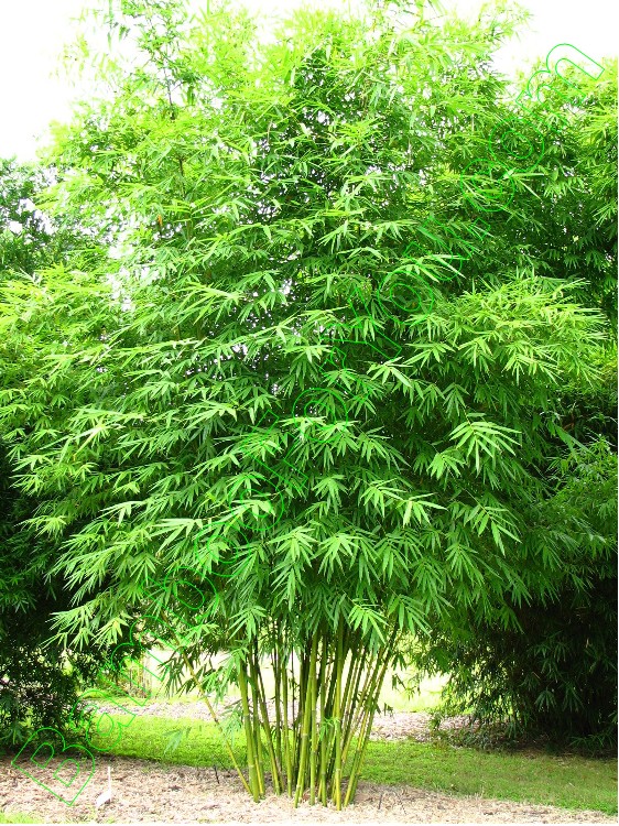 Clumping Bamboo, Bambusa, NonInvasive Bamboo, Bamboo Photos, Bamboo Descriptions, Bamboo For You